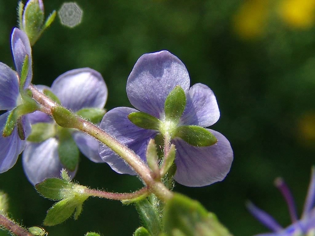 Birds -eye speedwell